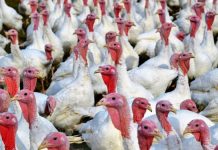 Peste 220.000 de curcani, sacrificați din cauza gripei aviare la cea mai mare fermă din România