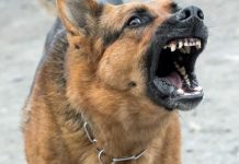 Încă o femeie a fost ucisă de un câine în București