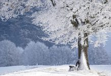 Cât durează episodul de ger și când se încălzește vremea?