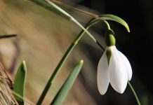 Vremea în Bihor la sfârșit de iarnă și început de primăvară