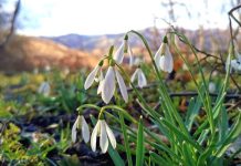 Vremea în următoarele patru săptămâni