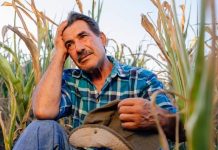 Ciolacu: fermierii români vor primi ajutor echitabil din partea UE