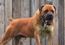 O orădeancă, proprietara unor câini periculoși și agresivi a fost amendată de polițiști