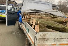 Bihorean depistat fără permis, cu o autoutilitară neînmatriculată plină cu material lemnos furat, a fost depistat de polițiștii din Băile Felix