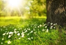 Prognoza meteo pe 4 săptămâni