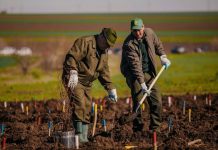 Romsilva va planta circa 20 de milioane de puieți forestieri