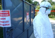 Două noi focare de pestă porcină africană, în Bihor