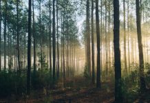 Un tânăr bihorean IT-ist, găsit fără suflare într-o pădure aproape de Cluj-Napoca