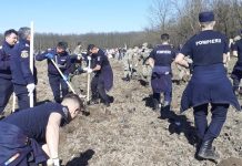 Pompierii bihoreni au plantat două mii de puieți!