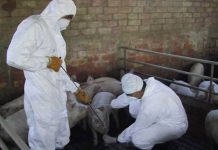 Avem un singur focar de pestă porcină africană la porcii domestici, în Bihor