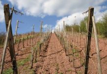 Se pot primi bani pentru înlocuirea plantațiilor de viță de vie îmbătrânite și neproductive