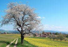 Cum va fi vremea în Bihor în următoarele două săptămâni