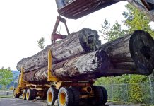 Marcel Ciolacu face o promisiune îndrăzneață legată de exportul de masă lemnoasă