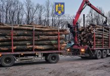 Sute de metri cubi de lemne confiscate în Beiuș, Valea lui Mihai și Marghita