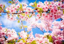 Vremea îşi revine şi va fi frumoasă în săptămânile următoarele