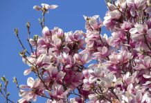 Cum va fi vremea de Paște și de Florii în Bihor