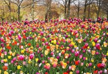 Cum va fi vremea de 1 Mai în Bihor