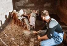A fost eliminată limitarea numărului de porci în gospodării