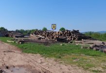 250 de metri cubi de material lemnos, fără proveniență legală, confiscați valoric de polițiștii bihoreni