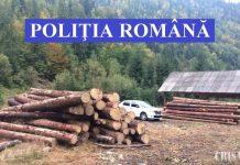 Lemne confiscate valoric de la mai multe societăți comerciale