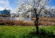 Cum va fi vremea în Bihor în următoarele două săptămâni