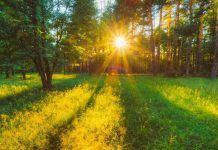 Vremea în următoarele patru săptămâni