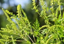 Amenzi mari pentru bihorenii care nu elimină ambrozia de pe terenurile pe care le dețin