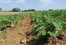 Ajutoare de stat de până la 200 de euro per hectar pentru susținerea producției de cartofi