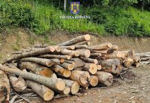 Material lemnos confiscat valoric și amendă în urma unei acțiuni a polițiștilor bihoreni