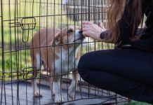 Campanie de microcipare și sterilizare a câinilor la Oradea