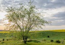 Cum va fi vremea în Bihor în următoarele două săptămâni