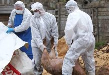 Un nou focar de pestă porcină în Bihor