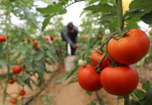 Veşti bune pentru legumicultorii înscriși în Programul Tomata 2023