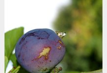 Tratament pentru combaterea viermelui prunelor