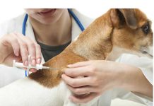 Microcipare și sterilizări gratuite pentru câinii cu stăpân din Oșorhei